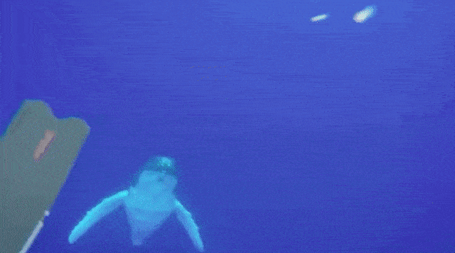 humpback-whale-woah