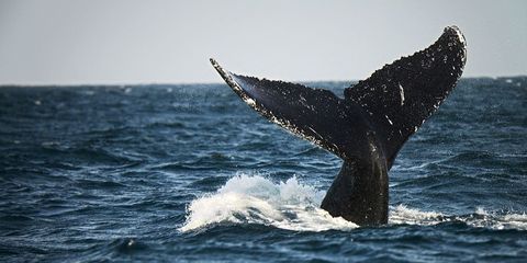 whale-humpback