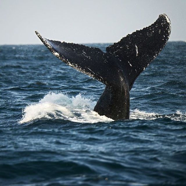 whale-humpback