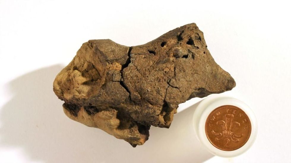 dinosaur brain fossil