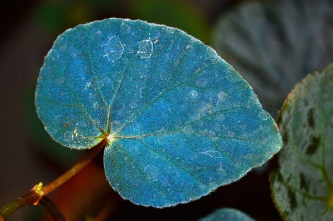 behind this plant s blue leaves lies a weird trick of quantum mechanics