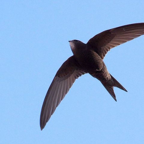 This Little Bird Can Fly For 10 Months Straight