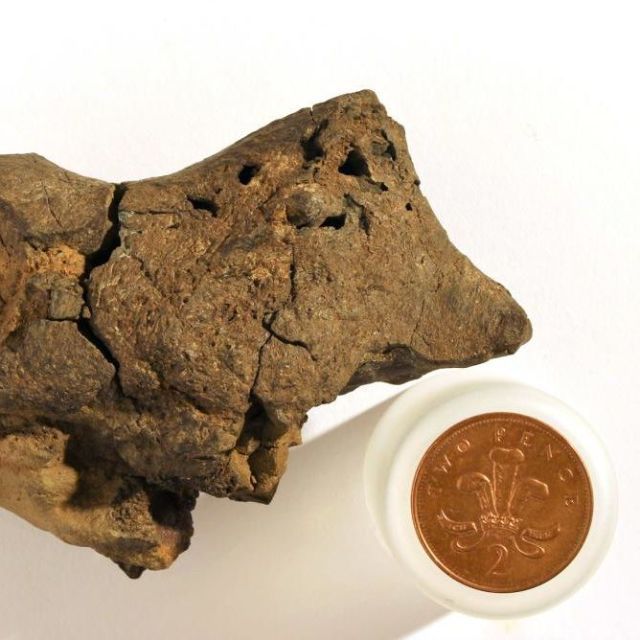 Dinosaur brain fossil