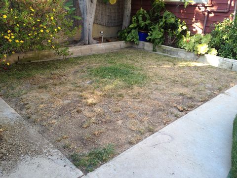 ugly lawn