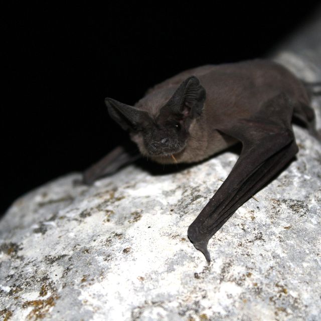 Bat, Terrestrial animal, Close-up, big brown bat, Macro photography, common pipistrelle, pipistrelles, Claw, Little Brown Myotis, Mouse eared bat, 