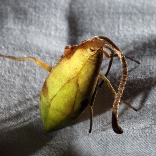 leaf-spider.jpg