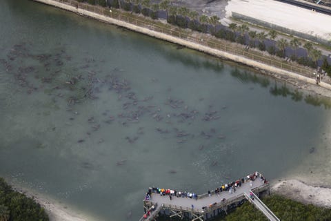 The Future Of Florida Manatee Depends On A Decades Old Coal Florida Manatees At Apollo Beach And Tampa Electric From 2017 Aerial Survey