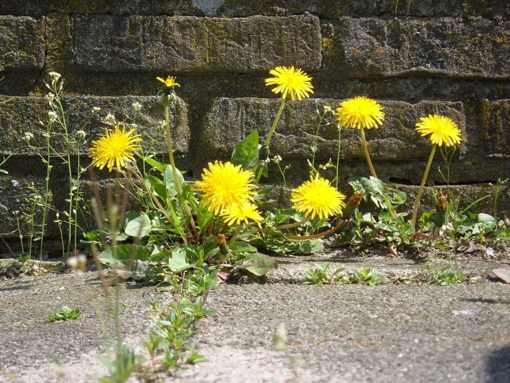 Yellow, Plant, Flower, Petal, Flowering plant, Groundcover, Dandelion, dandelion, Wildflower, Herbaceous plant, 