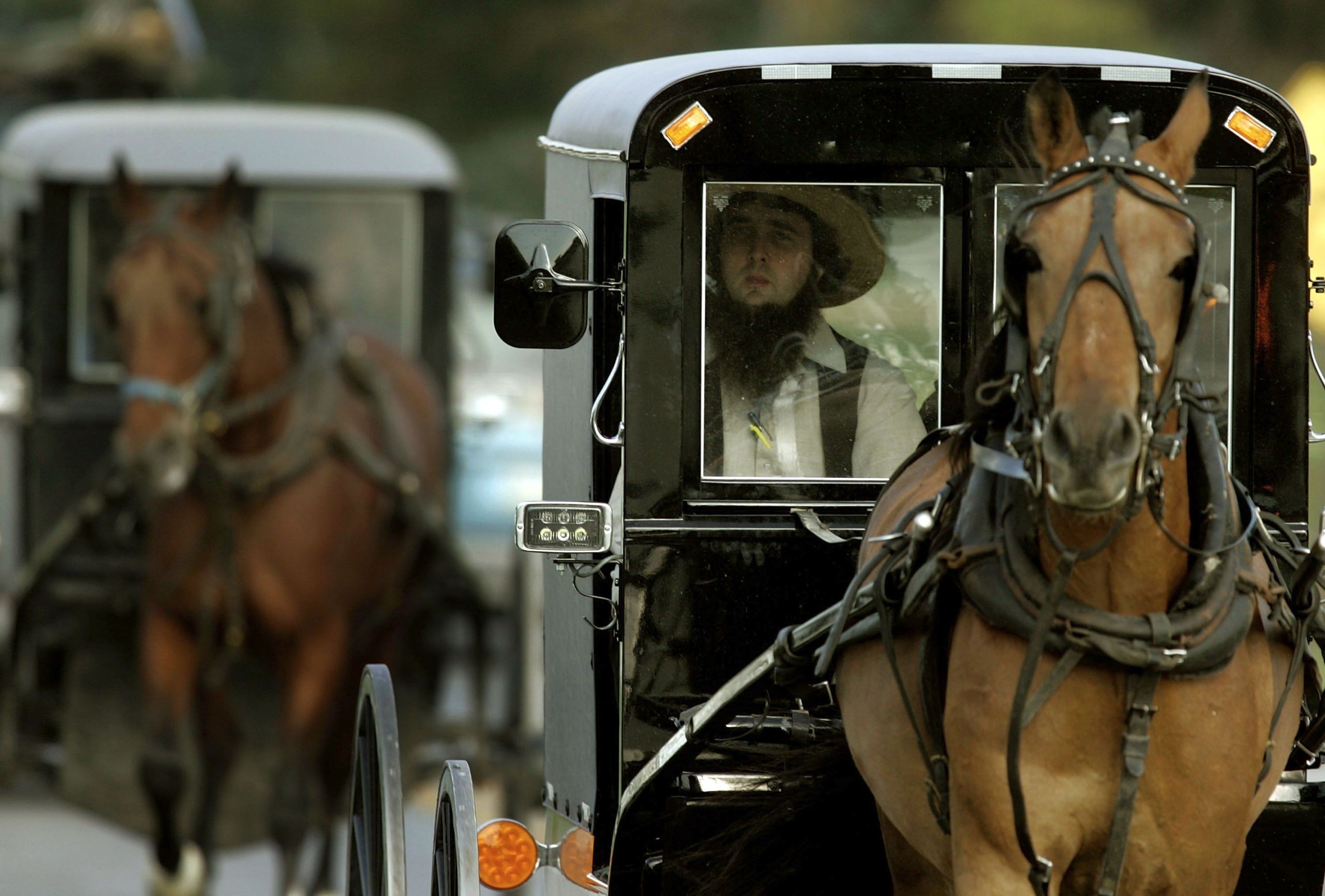 used amish buggy for sale