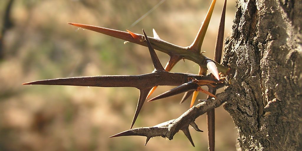 thorny fence