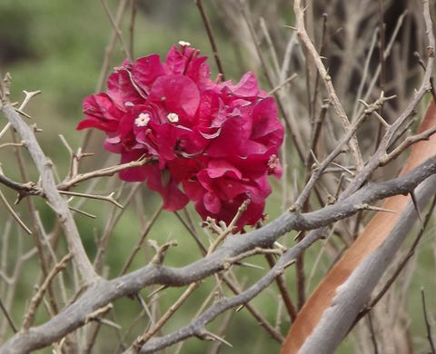 Thorny Plants Prickly Bushes For Security Thorny Plants Prickly Bushes For Security