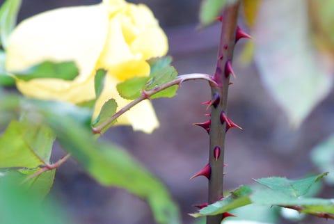 Thorny Plants Prickly Bushes For Security Thorny Plants Prickly Bushes For Security