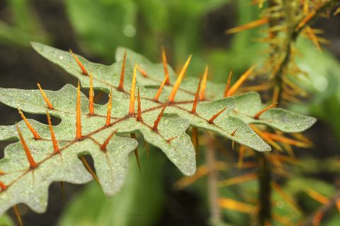 Thorny Plants | Prickly Bushes for Security