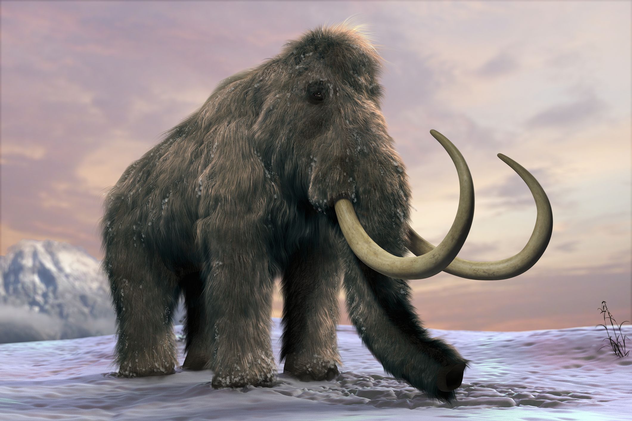 woolly mammoth crocs