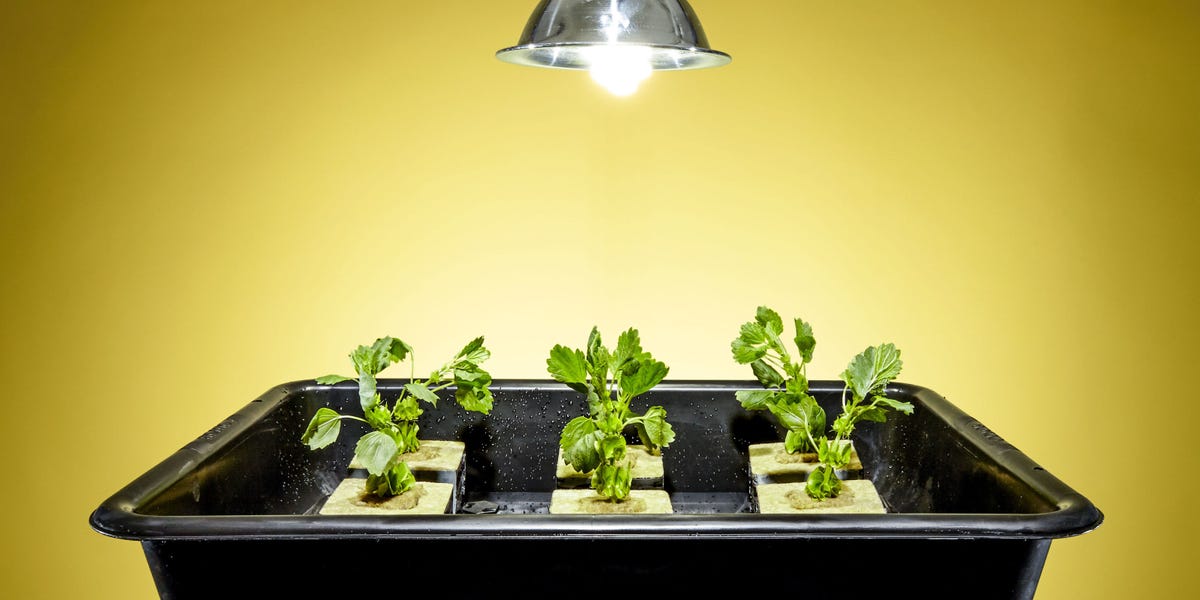 Hydroponic Food Production By Howard M Resh Pdf Hydroponic Food Production By Howard M Resh Pdf
