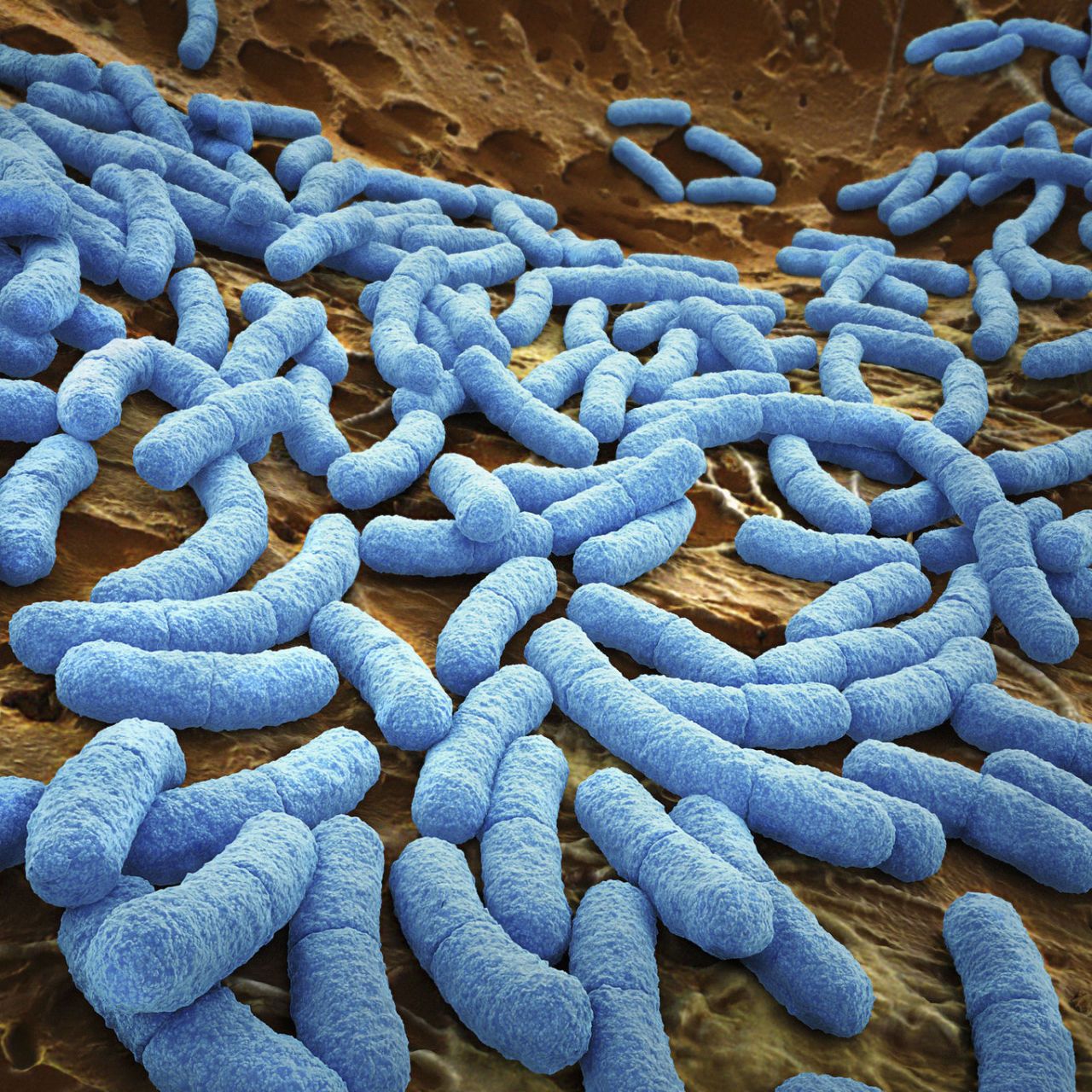 WHO Ranks The World's Most Dangerous Bacteria