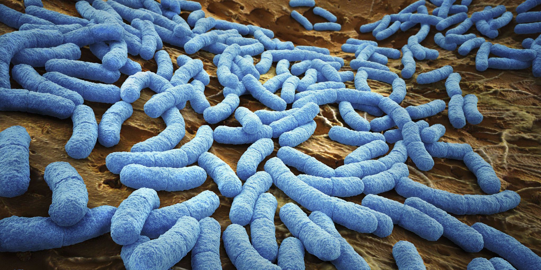 WHO Ranks The World's Most Dangerous Bacteria