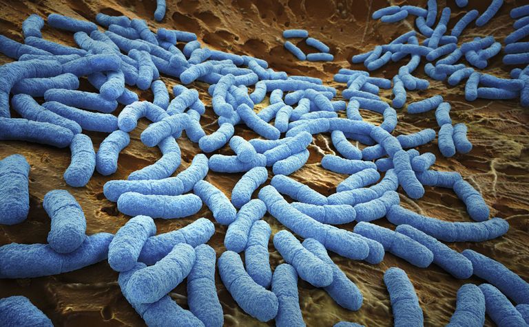 Almost All of the Bacteria In Your Body Is Still Unknown