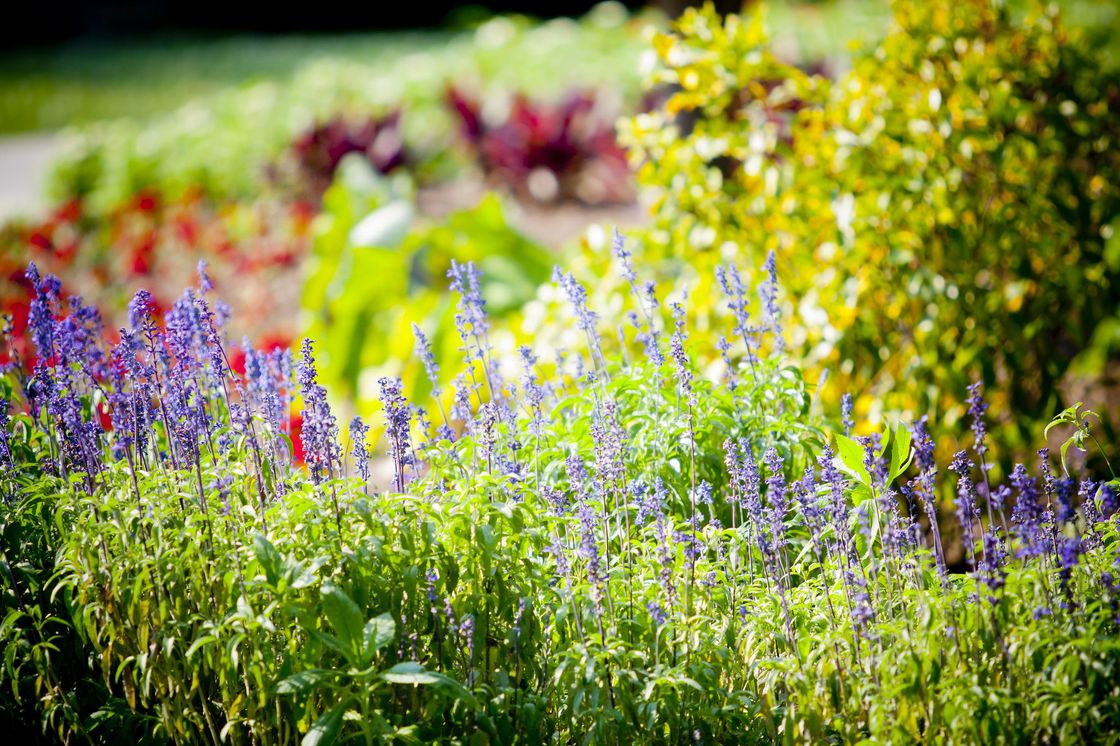 How to Grow Spring Plants - Best Vegetables and Flowers to Plant in Spring