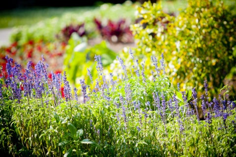 perennials perennials