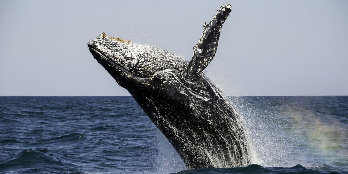 Whales Are Swarming Near South Africa and No One Knows Why