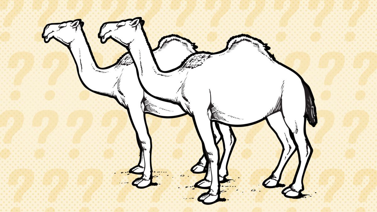Myth Three: Saudi Cars, Camels or BMWs