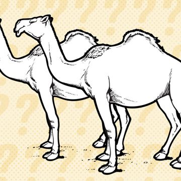 racing-camels-riddle.jpg