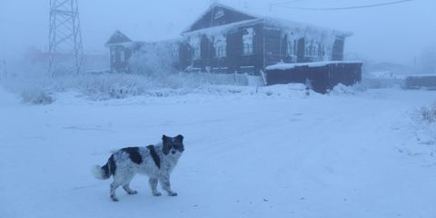 Winter, Dog breed, Freezing, Dog, Atmospheric phenomenon, Snow, Carnivore, Sled dog, Sporting Group, Geological phenomenon, 