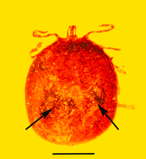 engorged nymphal Amblyomma tick