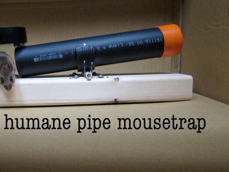 How To Make Homemade Mousetraps (2024)