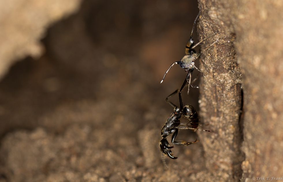 ant-spider-flight.jpg