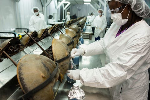 horseshoe crab omg-facts-horseshoe-crab-blue-blood