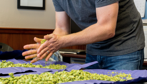 How to Homebrew an IPA That's Worth Drinking