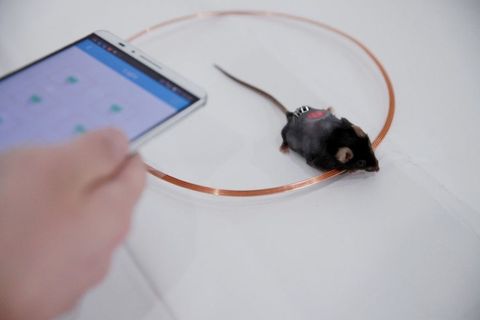 Mouse with LED Light Insulin Pump