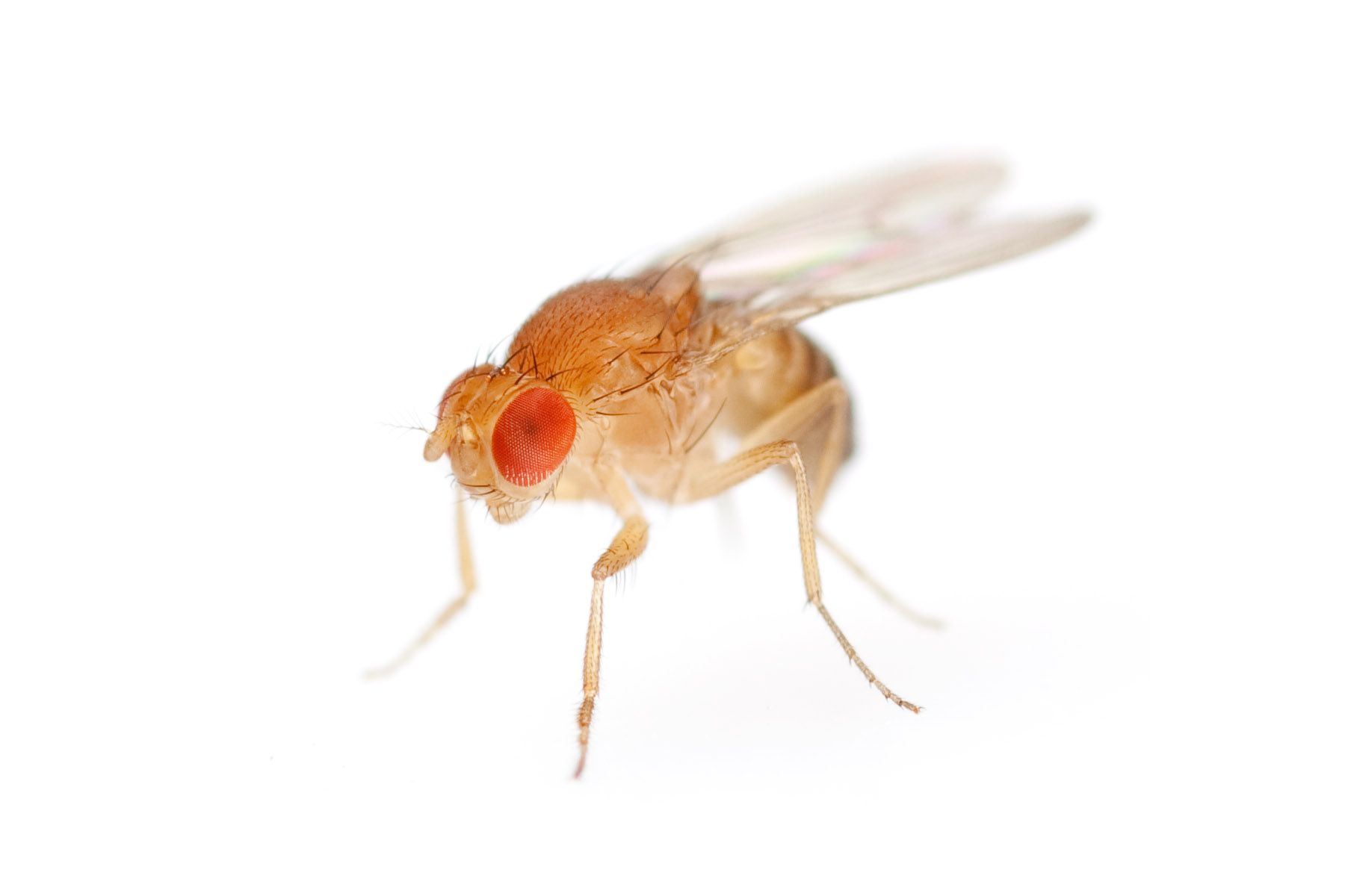 get rid of flies