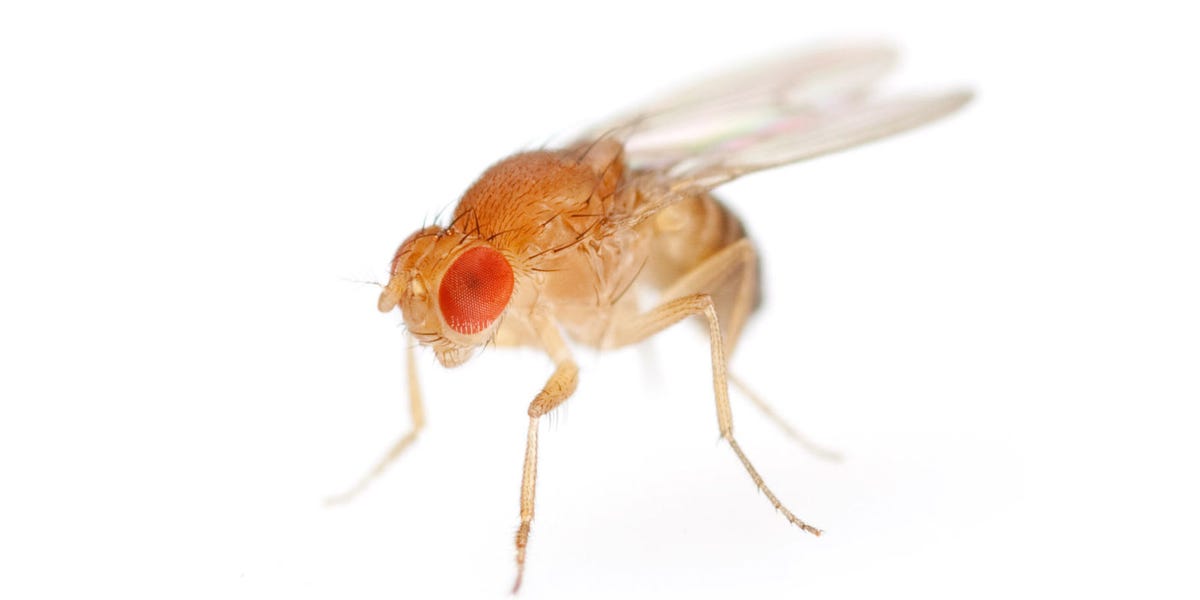 How To Get Rid Of Fruit Flies Building A Fruit Fly Trap