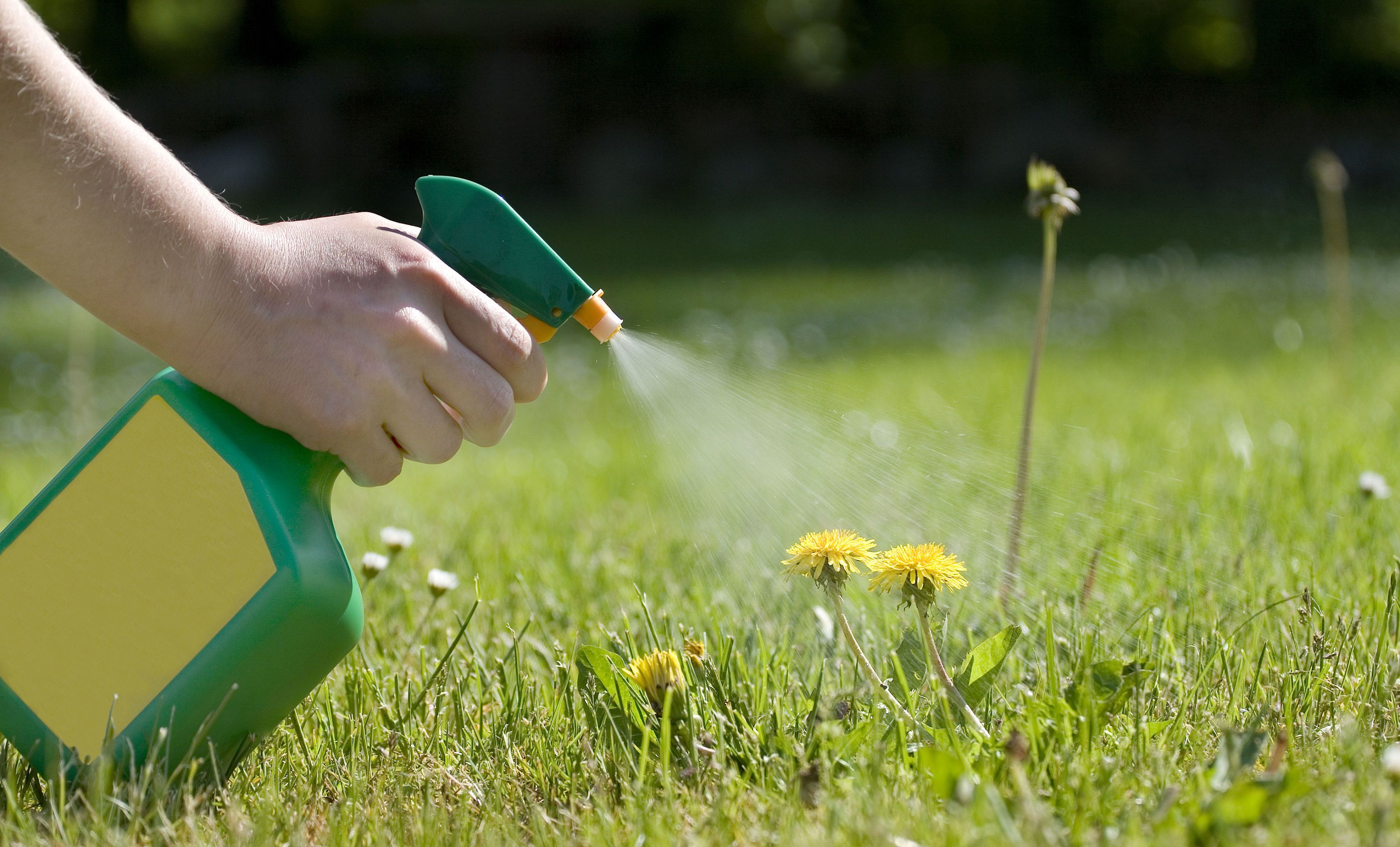 Best weed cheap lawn killer