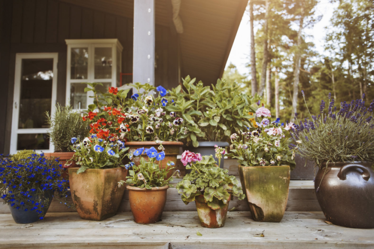 potted plants potted plants