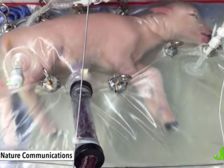 Scientists Are Growing Baby Lambs in Plastic Bags