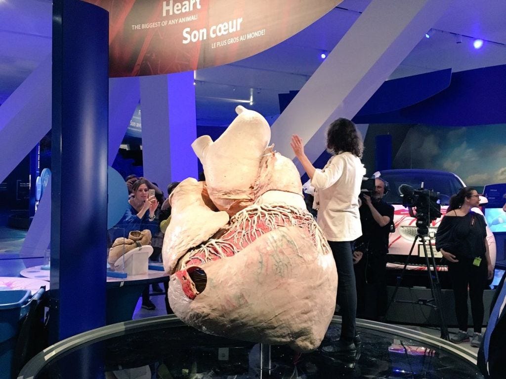 This Preserved 600-Pound Whale Heart Will Last 1,000 Years