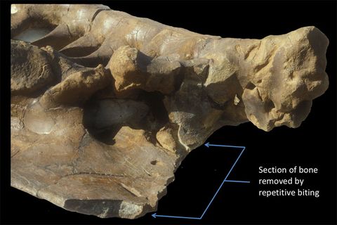 A Triceratops pelvis with a T. rex bite marks. The brackets show repetitive bite marks.