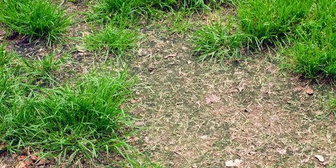 Grass, Soil, Plant, Lawn, Grass family, Groundcover, Plant community, Fodder, Sedge family, Yellow nutsedge, 