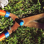 Cutting tool, Pruning shears, Grass, Tree, Plant, Tool, Soil, Garden tool, Shrub, 