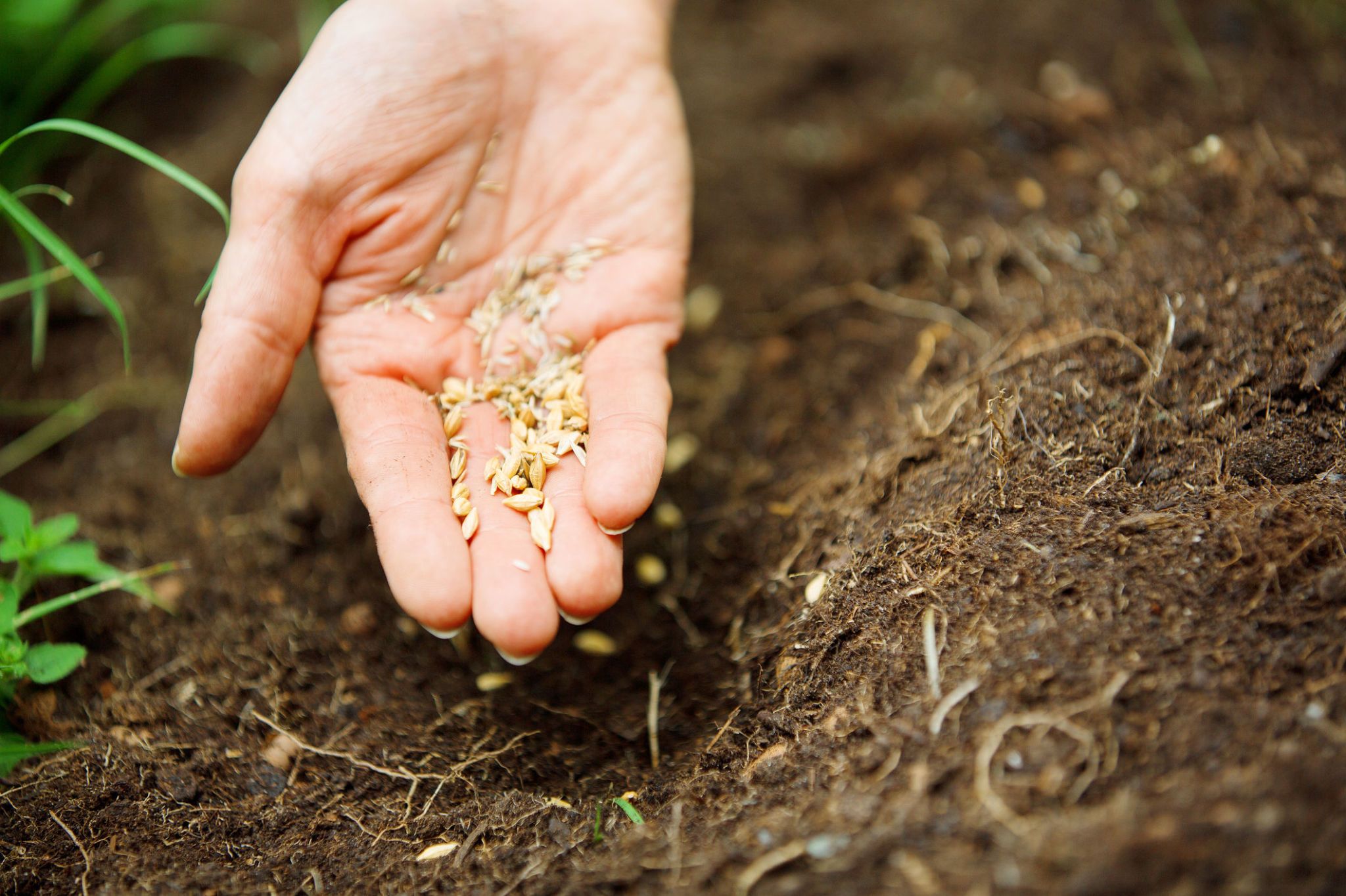 seeding lawn in spring