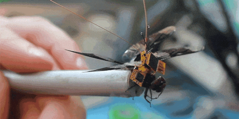 This Genetically-Modified Cyborg Dragonfly Is the Tiniest Drone