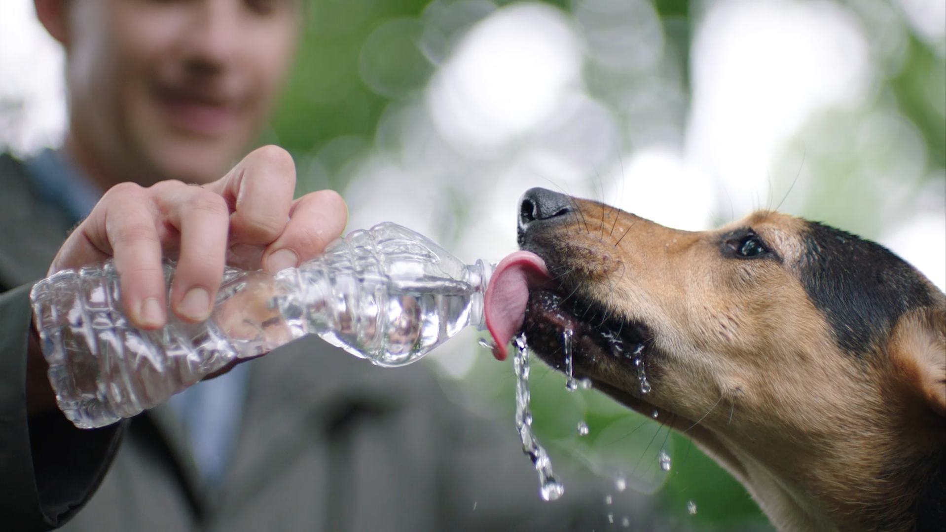 How To Remove Dog Smells From Your Car