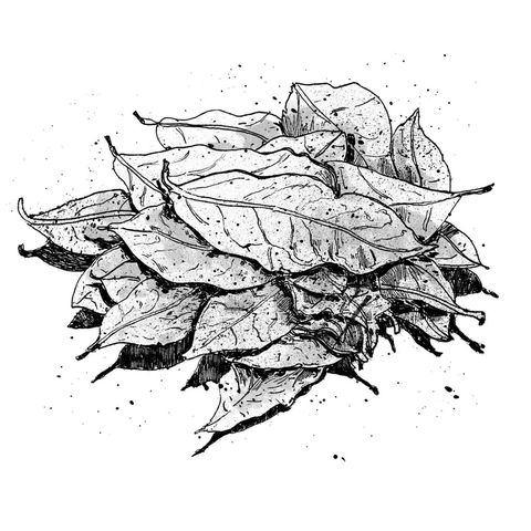 Leaf, Monochrome photography, Monochrome, Black-and-white, Botany, Art, Painting, Illustration, Artwork, Drawing, 