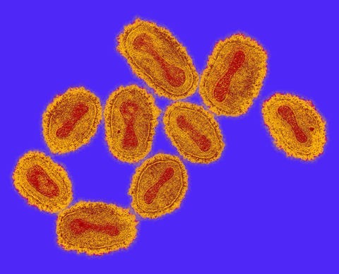 giant microbes smallpox