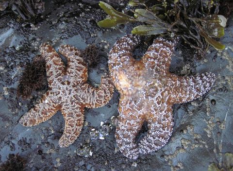 Destroying The Indestructible: The Search For A Starfish Killer