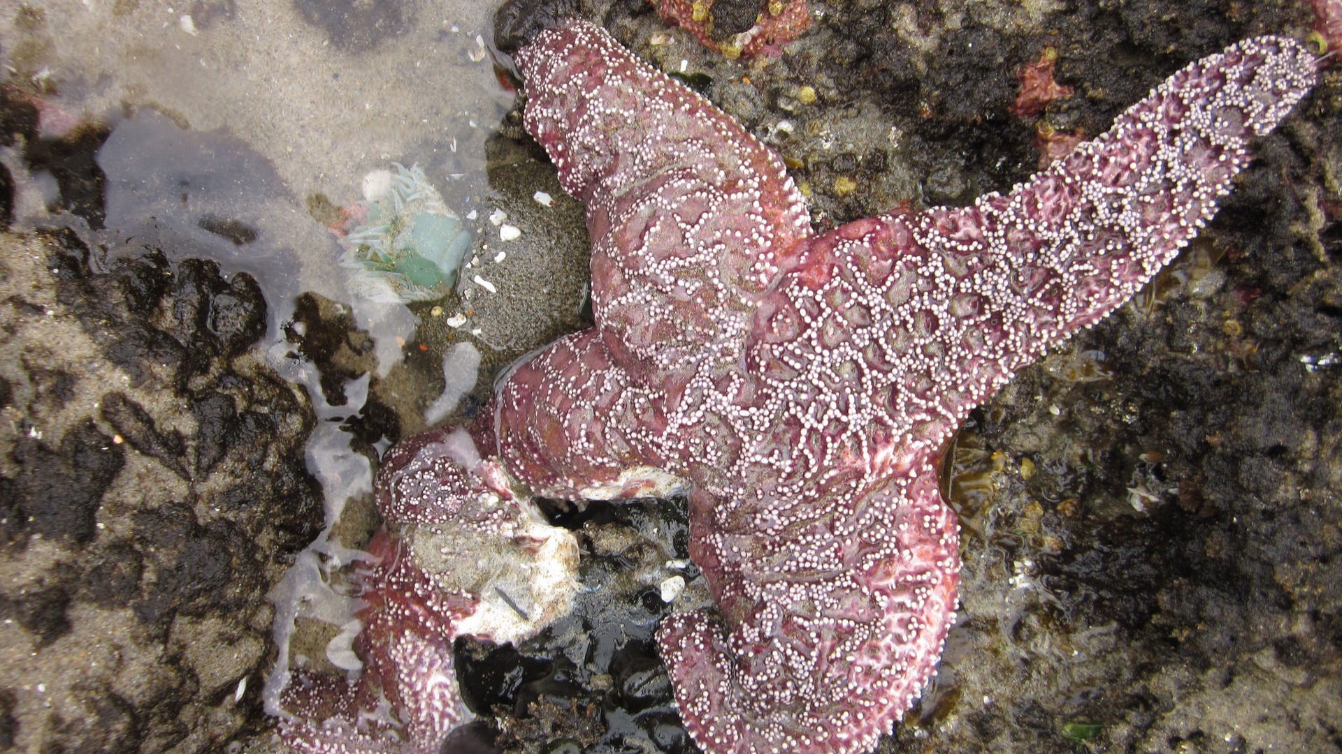 Destroying the Indestructible: The Search for a Starfish Killer Destroying the Indestructible: The Search for a Starfish Killer